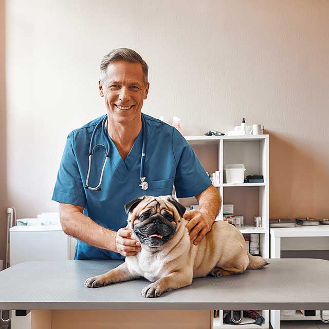 Local SEO for Veterinary & Pet Care